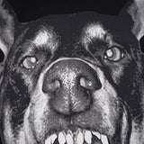 GVC T Shirt Bulldog Pattern Pure Cotton Loose Short Sleeve T-shirt Men